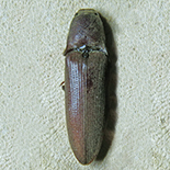 Propsephus species